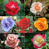 Collection de 7 Rosiers buissons - Willemse