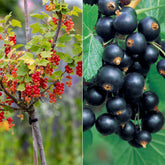 Collection de 2 groseillier et cassis sur tige - Willemse