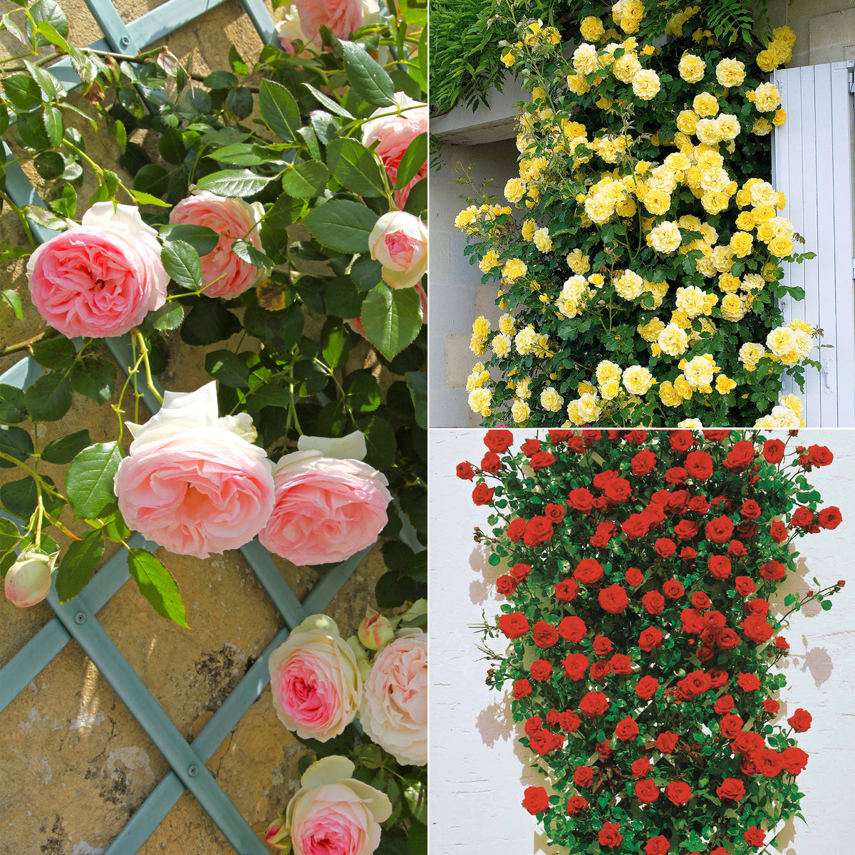 Lot De 5 Rosiers à Racines Nues - Variétés Osiria, Blue Moon, Double Delight, Etc. - Rosiers Rustiques Vivaces Pour Jardin Et Bordures