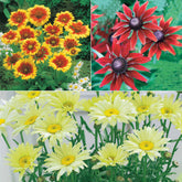 Collection de 6 Marguerites colorées - Willemse