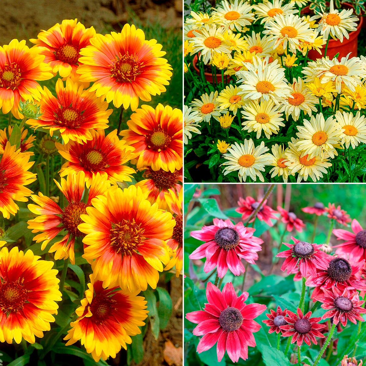 Collection de 6 Marguerites colorées - Willemse