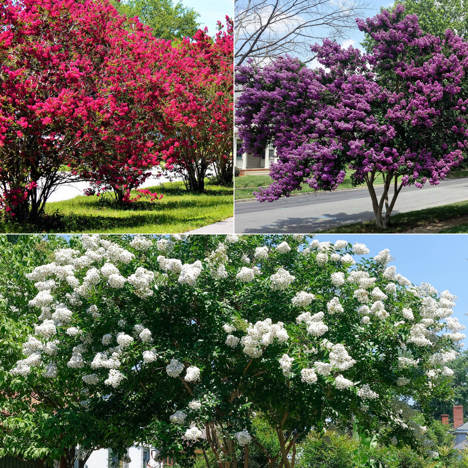 Collection de 3 Lilas des Indes : rouge, violet, blanc - Willemse