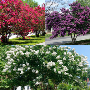 Collection de 3 Lilas des Indes : rouge, violet, blanc - Willemse