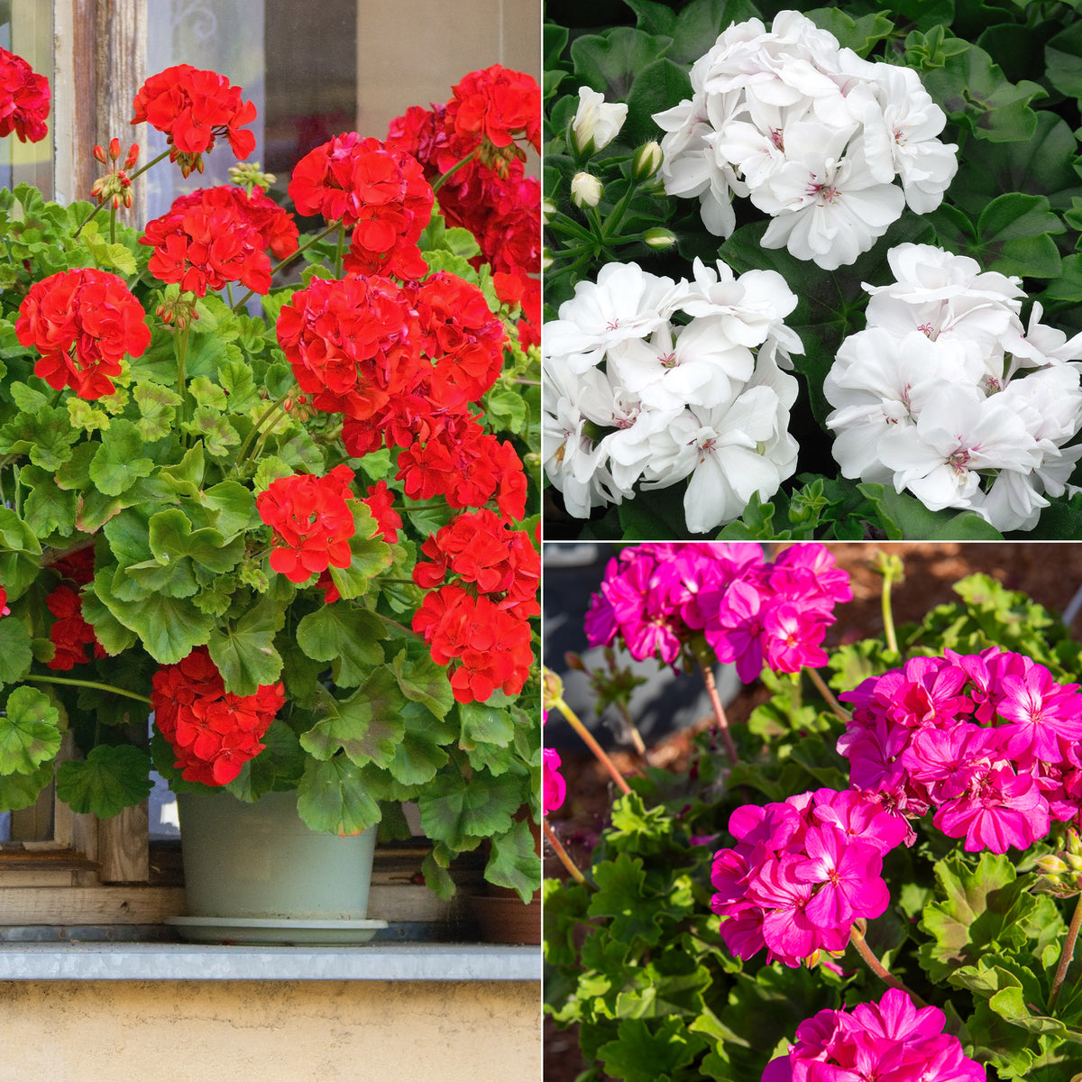 Collection de 6 Géraniums : rouges, blancs, Dark Lilac - Willemse