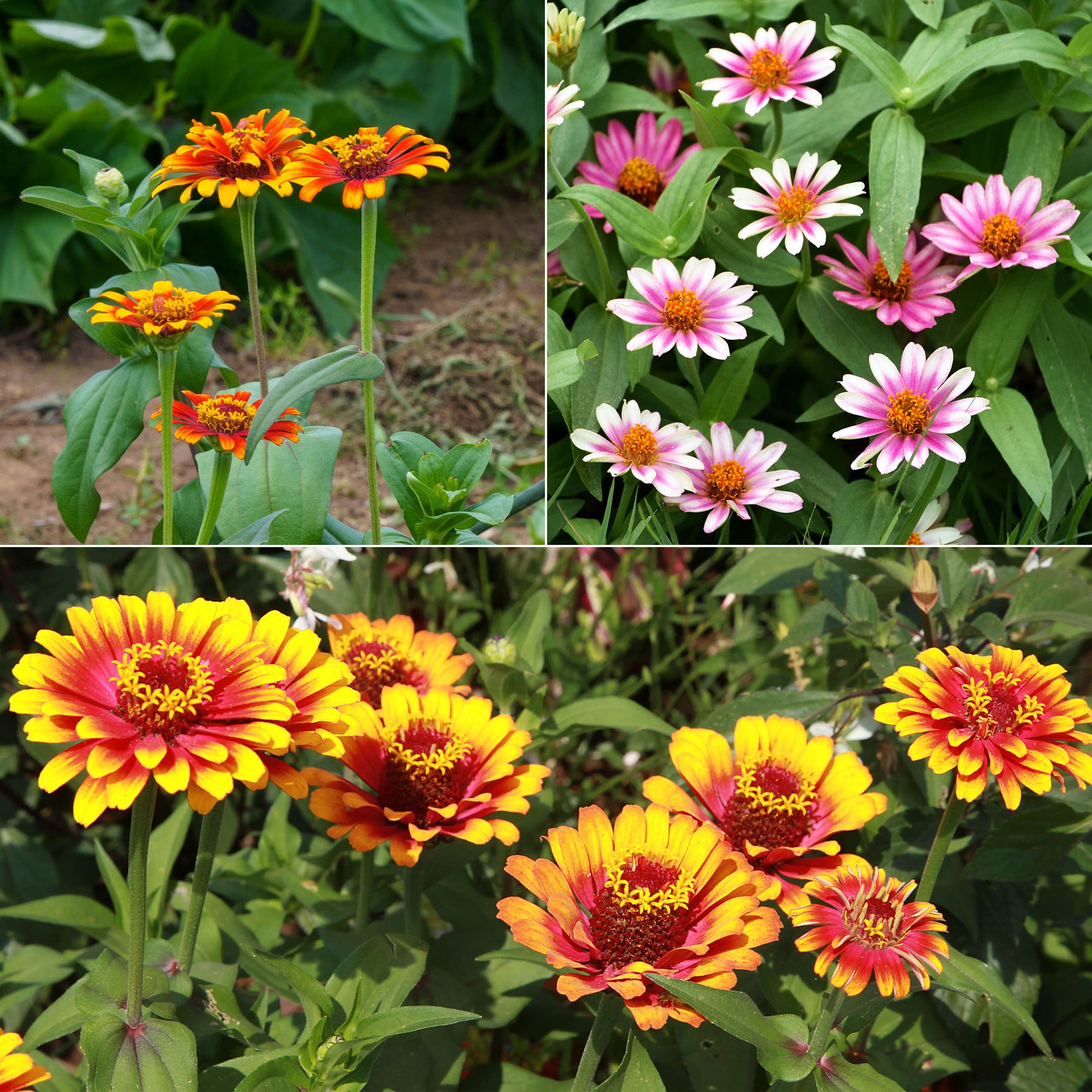 Zinnia élégant à fleurs doubles Caroussel en mélange - Willemse
