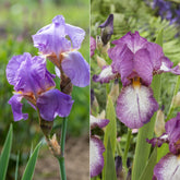 Collection de 6 Iris remontants Autumn Encoree et Lovely Again - Willemse