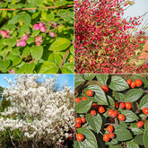 Collection Haie aux oiseaux - Willemse