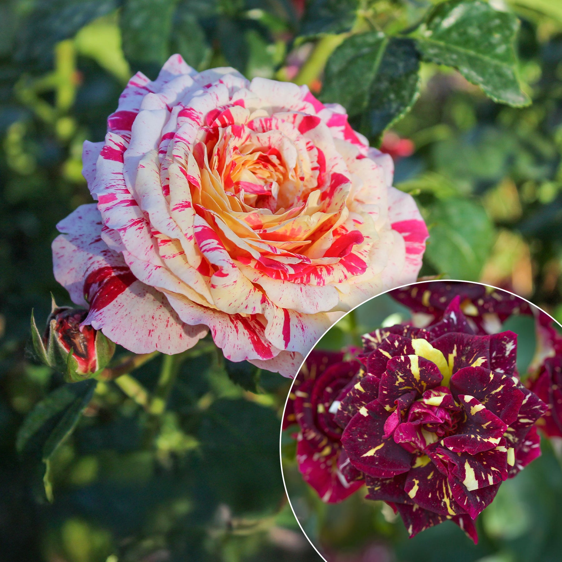 Rosier buisson Abracadabra® Koramsaro - Willemse