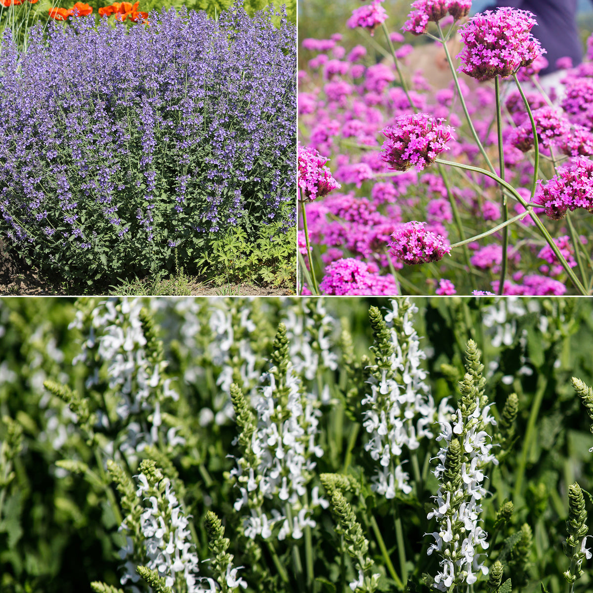 Massif au soleil Violet & Blanc - Willemse