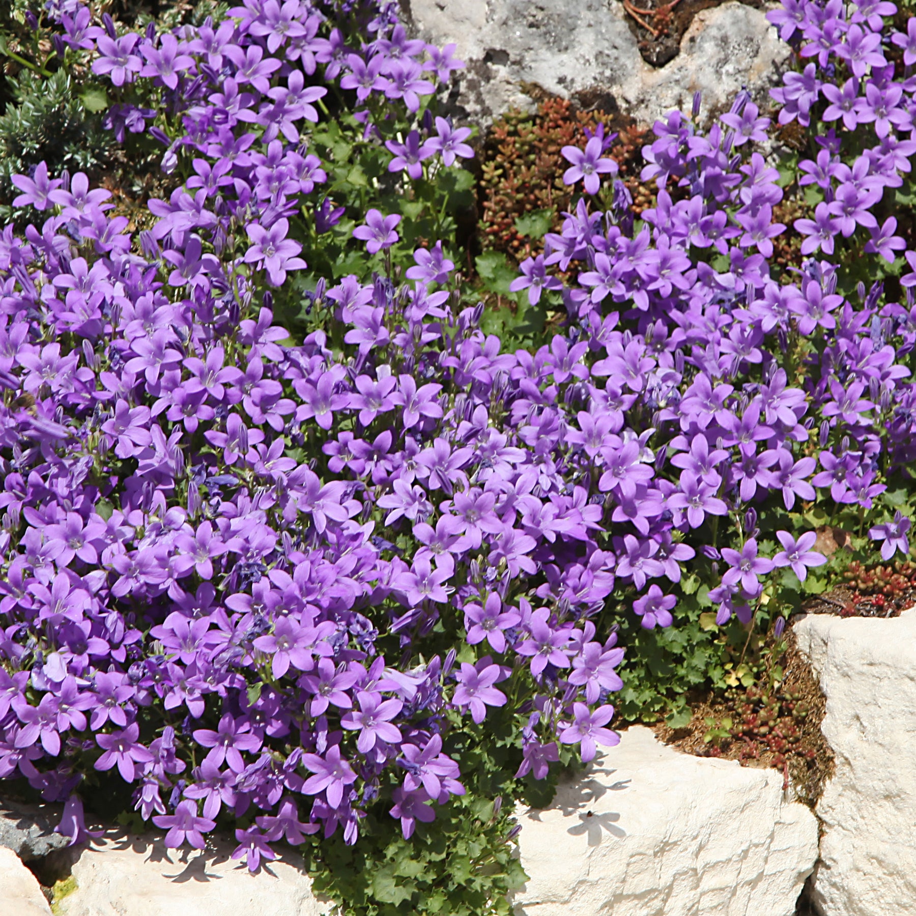 Collections de vivaces - Vivaces Bleues et Blanches - Campanula, Lupinus, Catananche