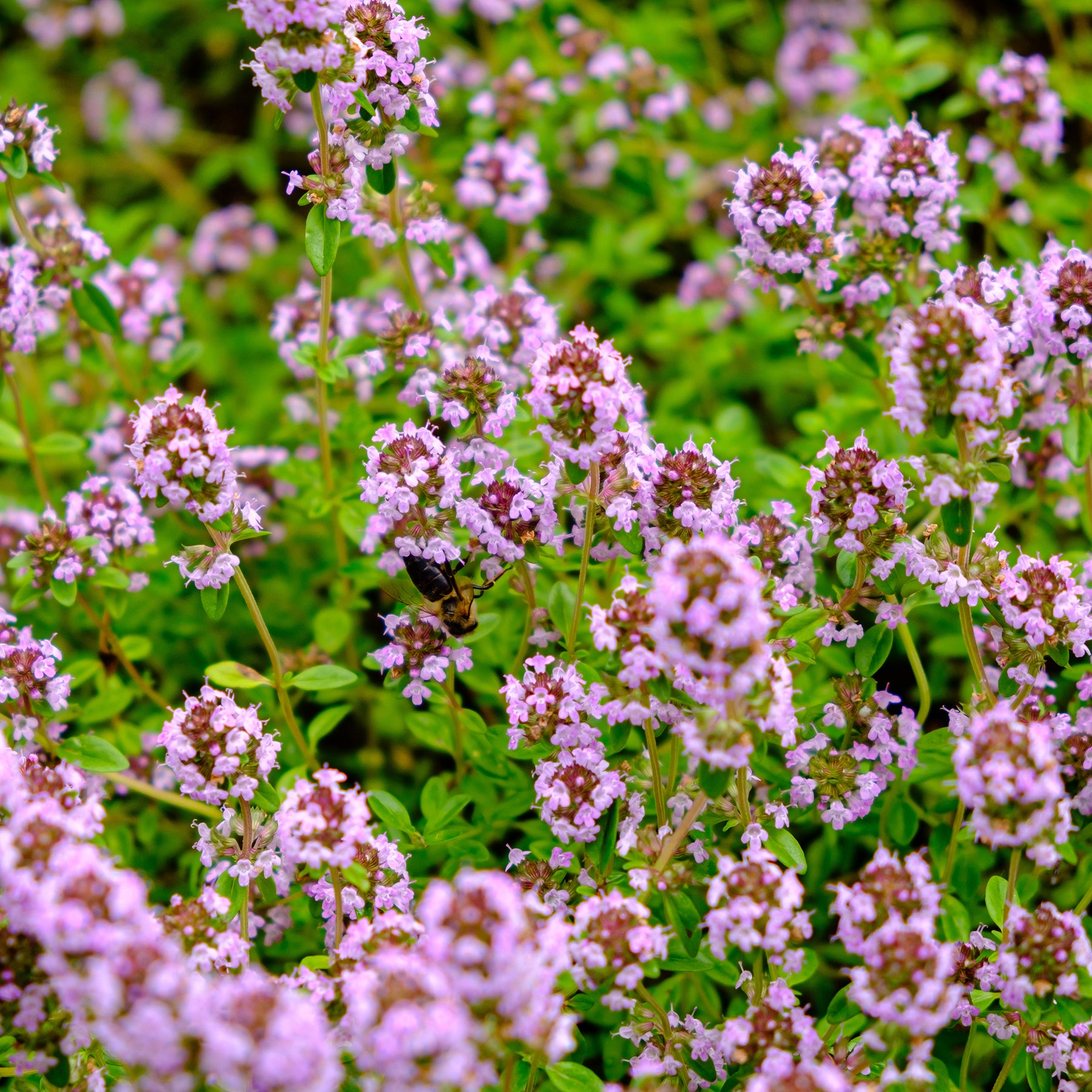 Tapis fleuri rose - Phlox, Saponaria, Thymus - Willemse