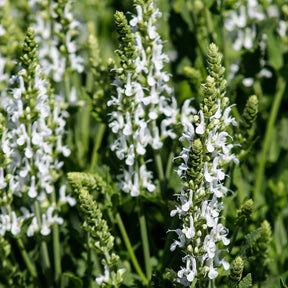 Vivaces Blanches et Roses - Delphinium, Salvia, Echninacea - Willemse