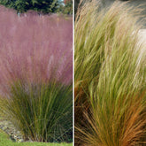 4 graminées décoratives - Willemse