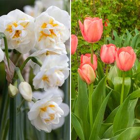  - Tulipe Van Eijk & Narcisse Bridal Crown - Tulipa Van Eijk, Narcissus Bridal Crown