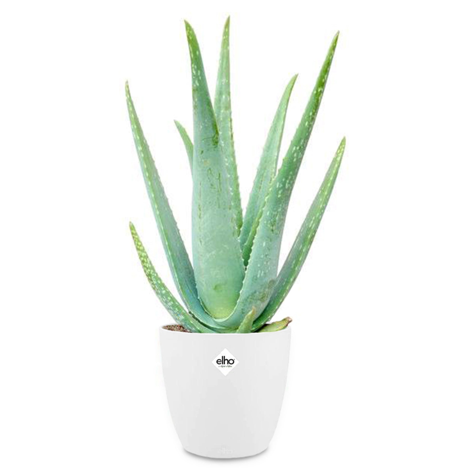 prix aloe vera plante Aloe vera et son cache-pot blanc ELHO