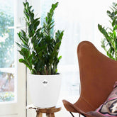 Zamioculcas et son cache-pot blanc ELHO - Willemse