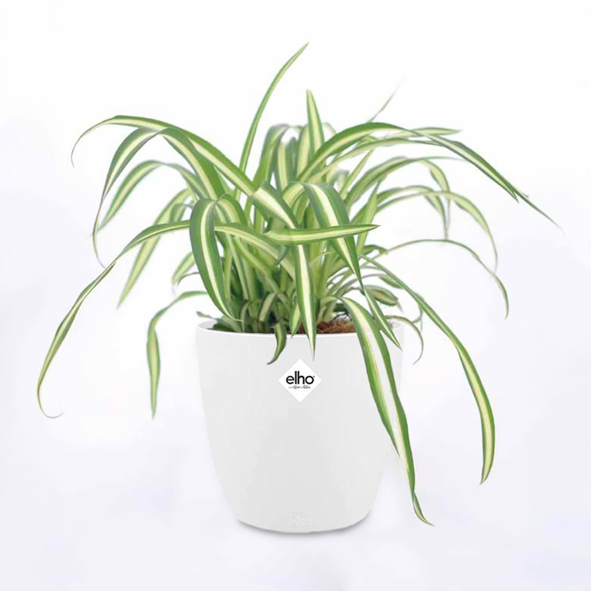 chlorophytum comosum entretien Chlorophytum Atlantic et son cache-pot blanc ELHO