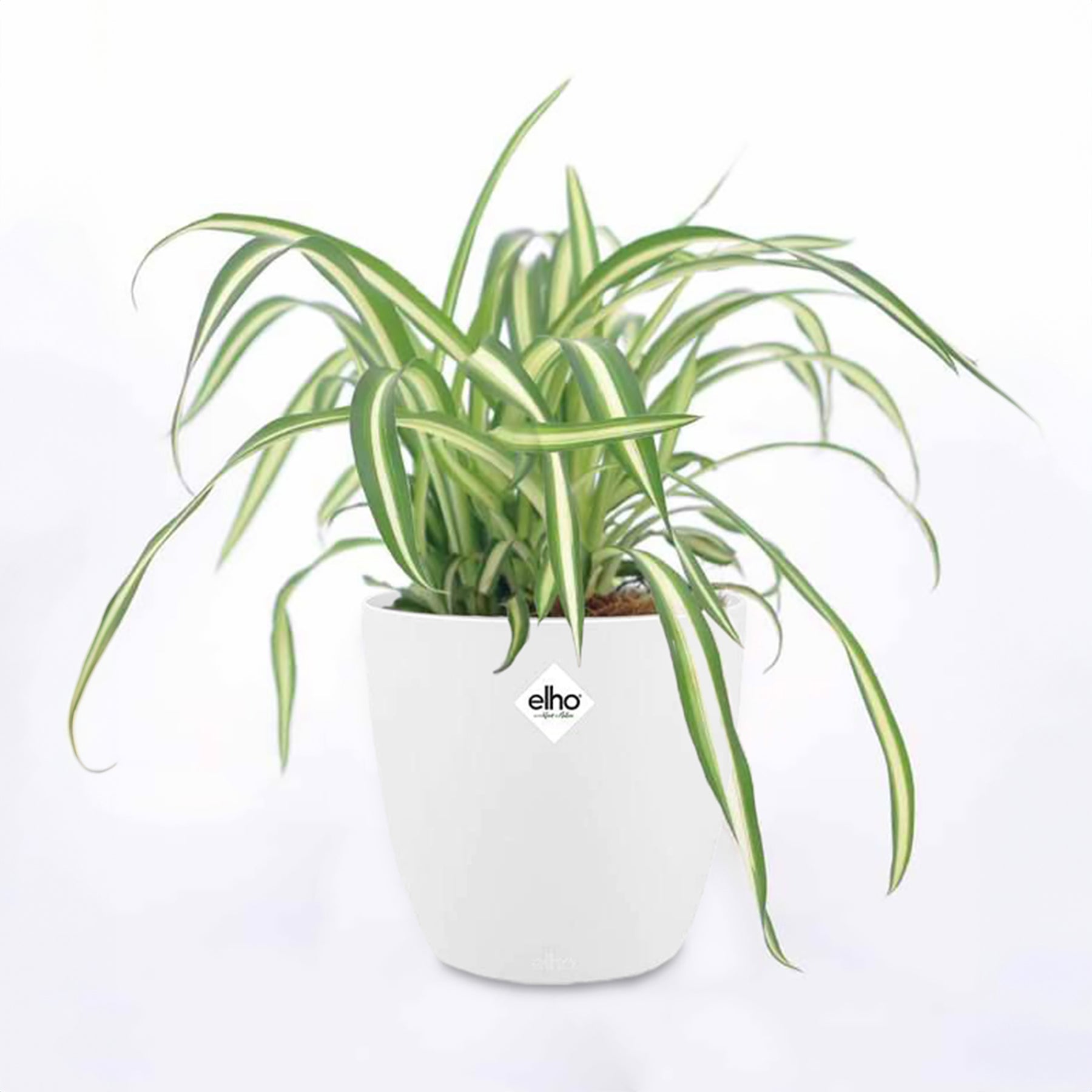 chlorophytum extérieur Chlorophytum Atlantic et son cache-pot blanc ELHO