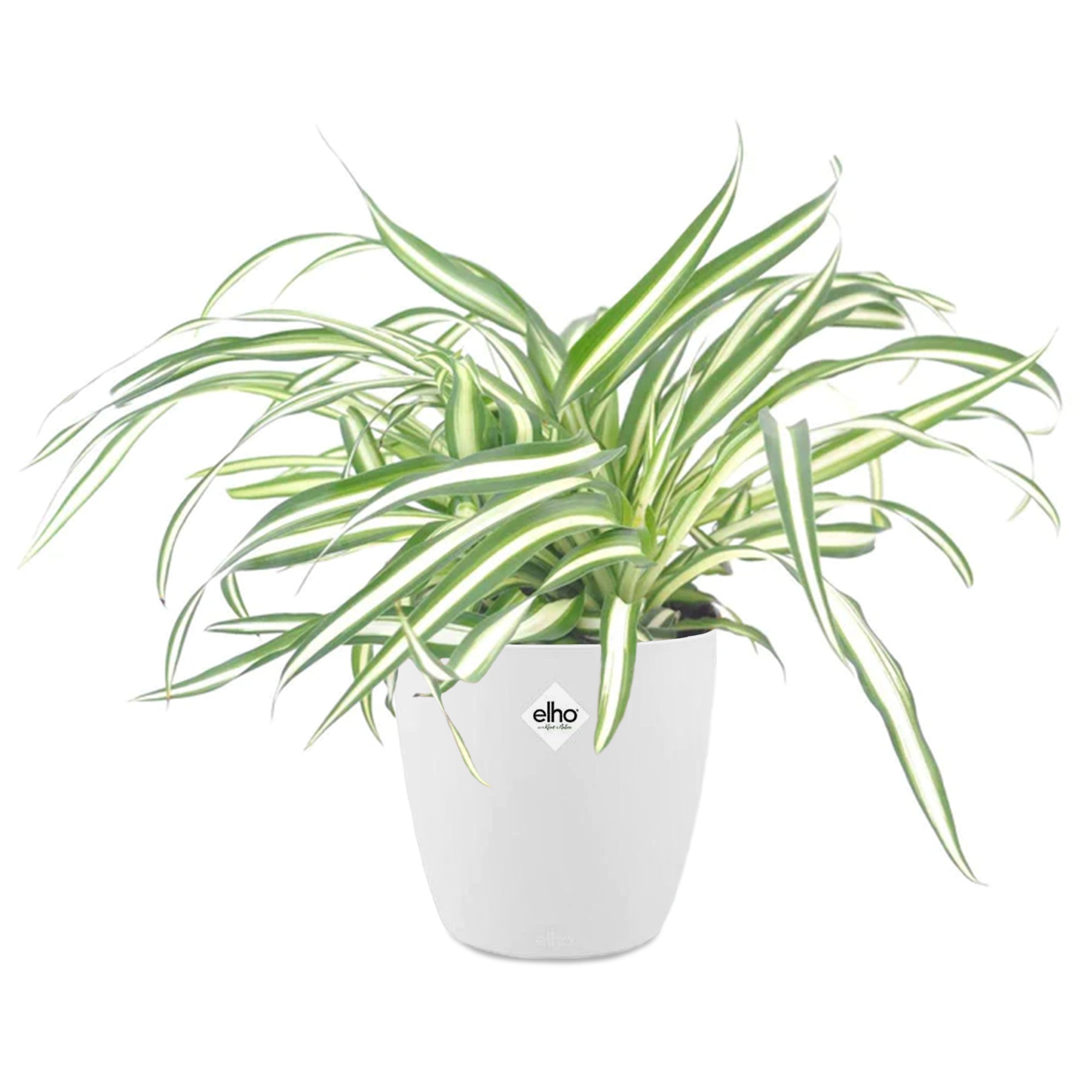 le chlorophytum Chlorophytum Atlantic et son cache-pot blanc ELHO