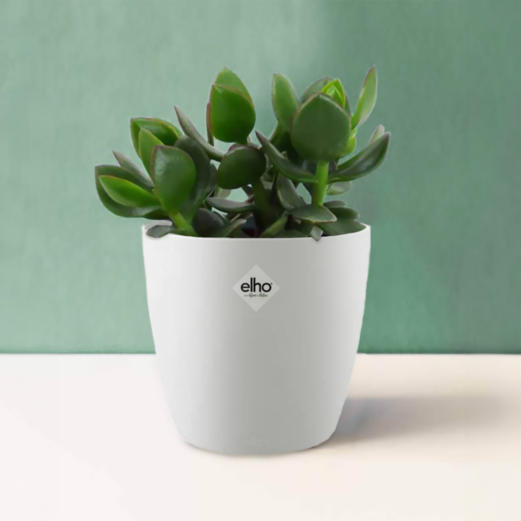 Crassula ovata argentea et son cache-pot blanc ELHO - Willemse