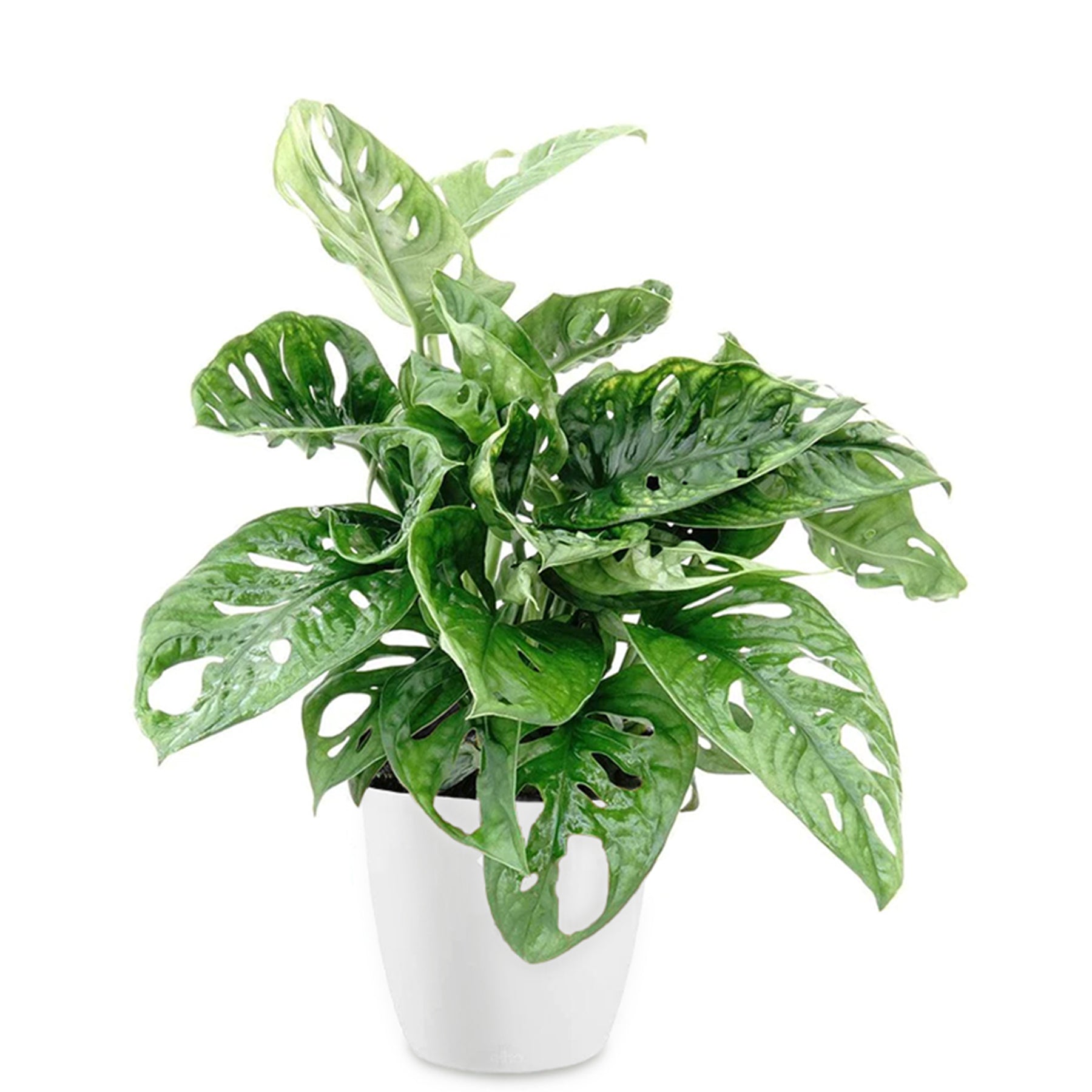 monkey mask philodendron Philodendron Monstera Monkey Mask et son cache-pot blanc ELHO