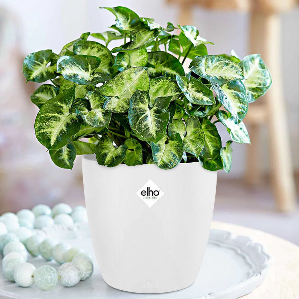Syngonium Pixie et son cache-pot blanc ELHO - Willemse