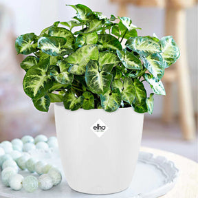 Syngonium pixie - Syngonium Pixie et son cache-pot blanc ELHO - Plantes vertes