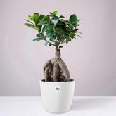 Ficus bonsai ginseng et son cache-pot blanc ELHO - Willemse