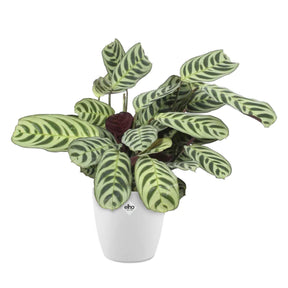 Ctenanthe burle-marxii - Dormeuse et son cache-pot blanc ELHO - Plantes vertes