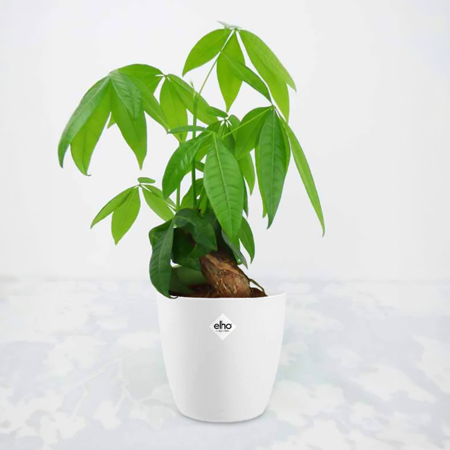 pot plante intérieur Pachira aquatica et son cache-pot blanc ELHO