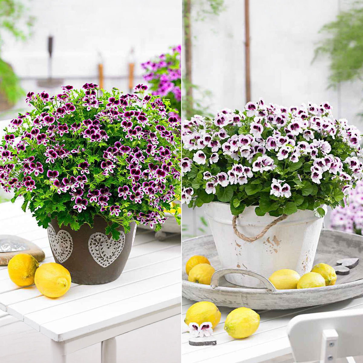6 Pelargoniums odorants Mosquitaway Lizzy et Eva en mélange - Willemse