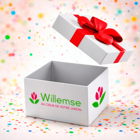 Un Hortensia blanc en cadeau - Willemse