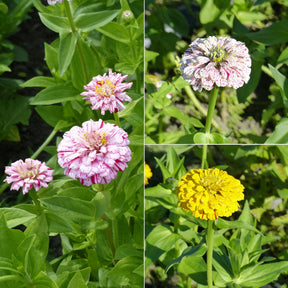 Zinnia Peppermint stick en mélange - Willemse