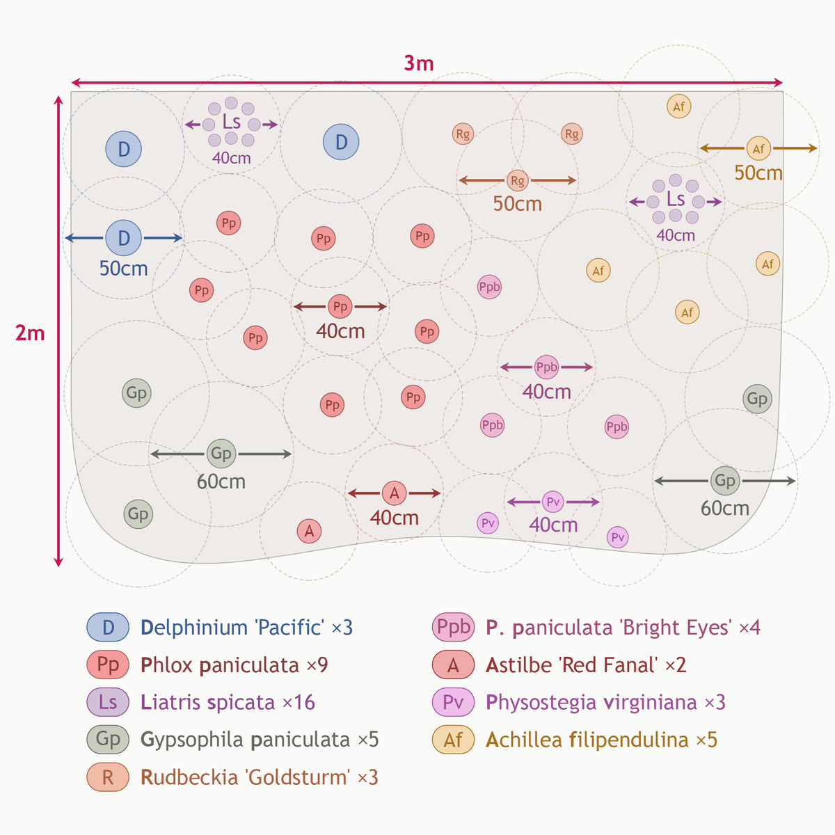 Massif de 50 plantes vivaces assorties - Superficie environ 6 m² - Delphinium, Phlox, Liatris, Gypsophila, Rudbeckia, Physostegia, Astilbe, Achillea - Willemse