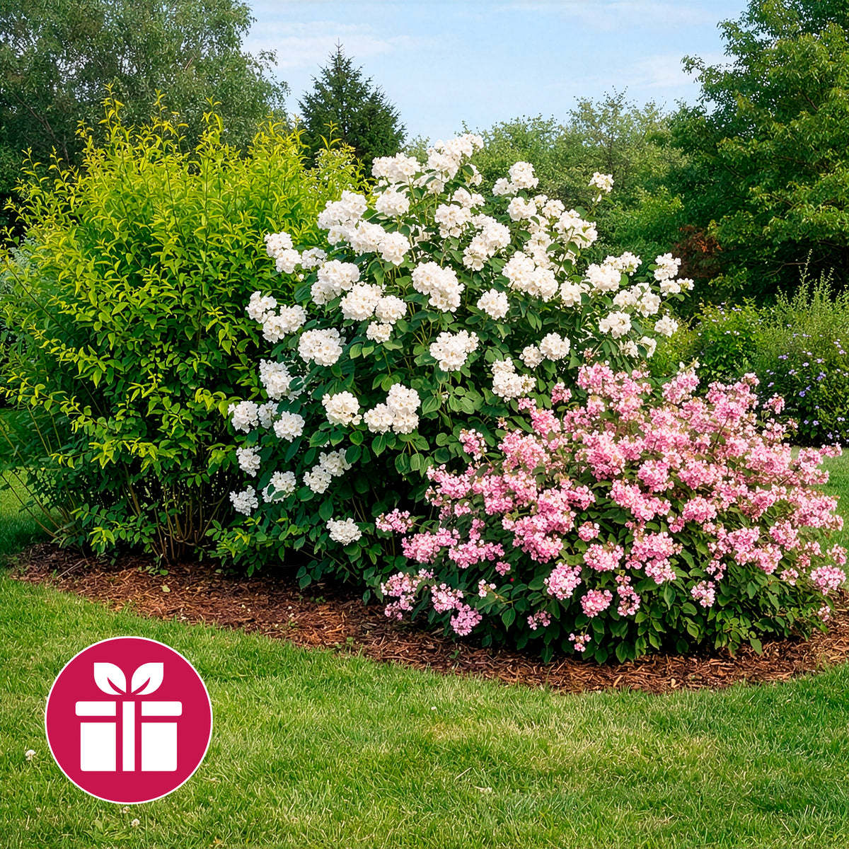 3 arbustes en cadeaux - Weigela Bristol Ruby,Philadelphus Virginal,Forsythia int. Spectabilis - Willemse