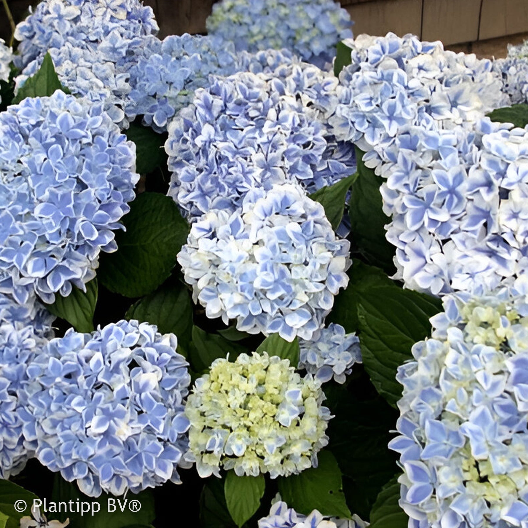 Hortensia Peppermint - Willemse