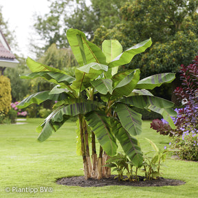 Bananier du japon Ever Red - Willemse