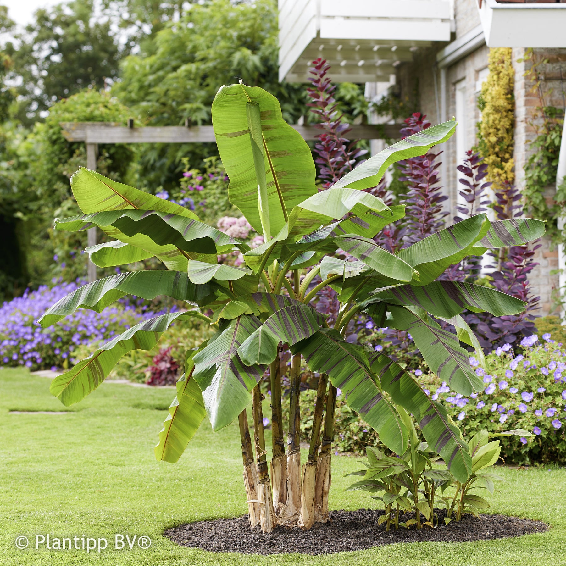 Musa sikkimmensis Ever Red - Bananier du japon Ever Red - Bananier rustique