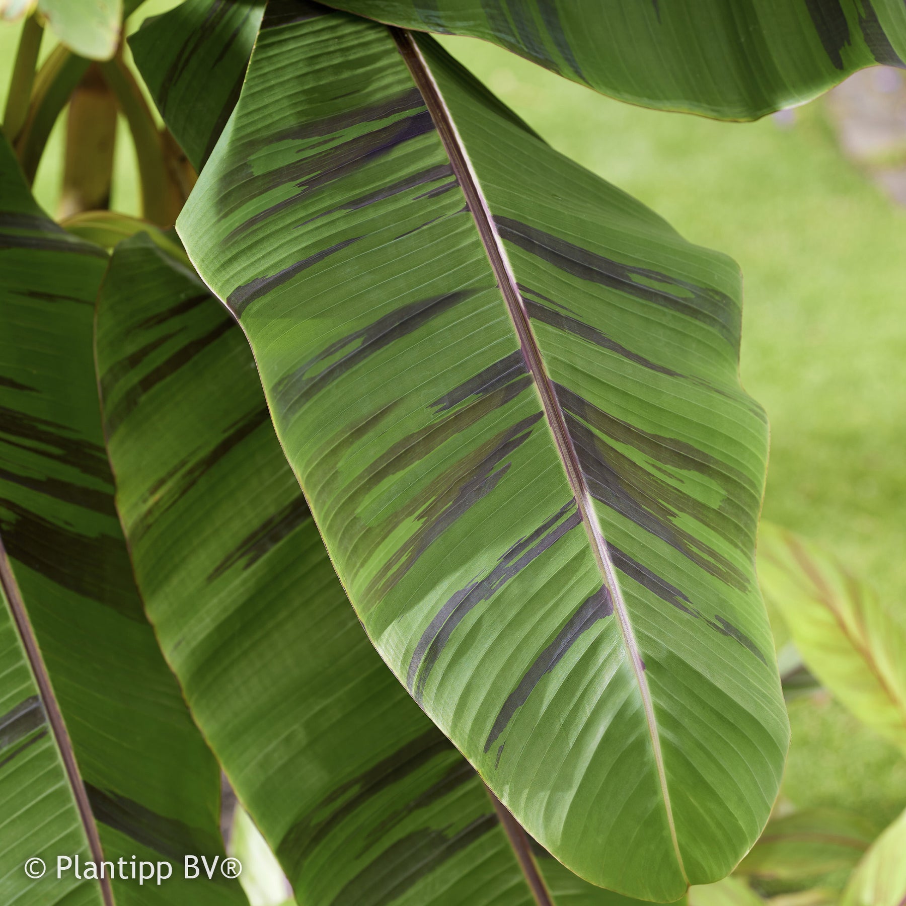 Vente Bananier du japon Ever Red