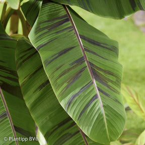 Vente Bananier du japon Ever Red