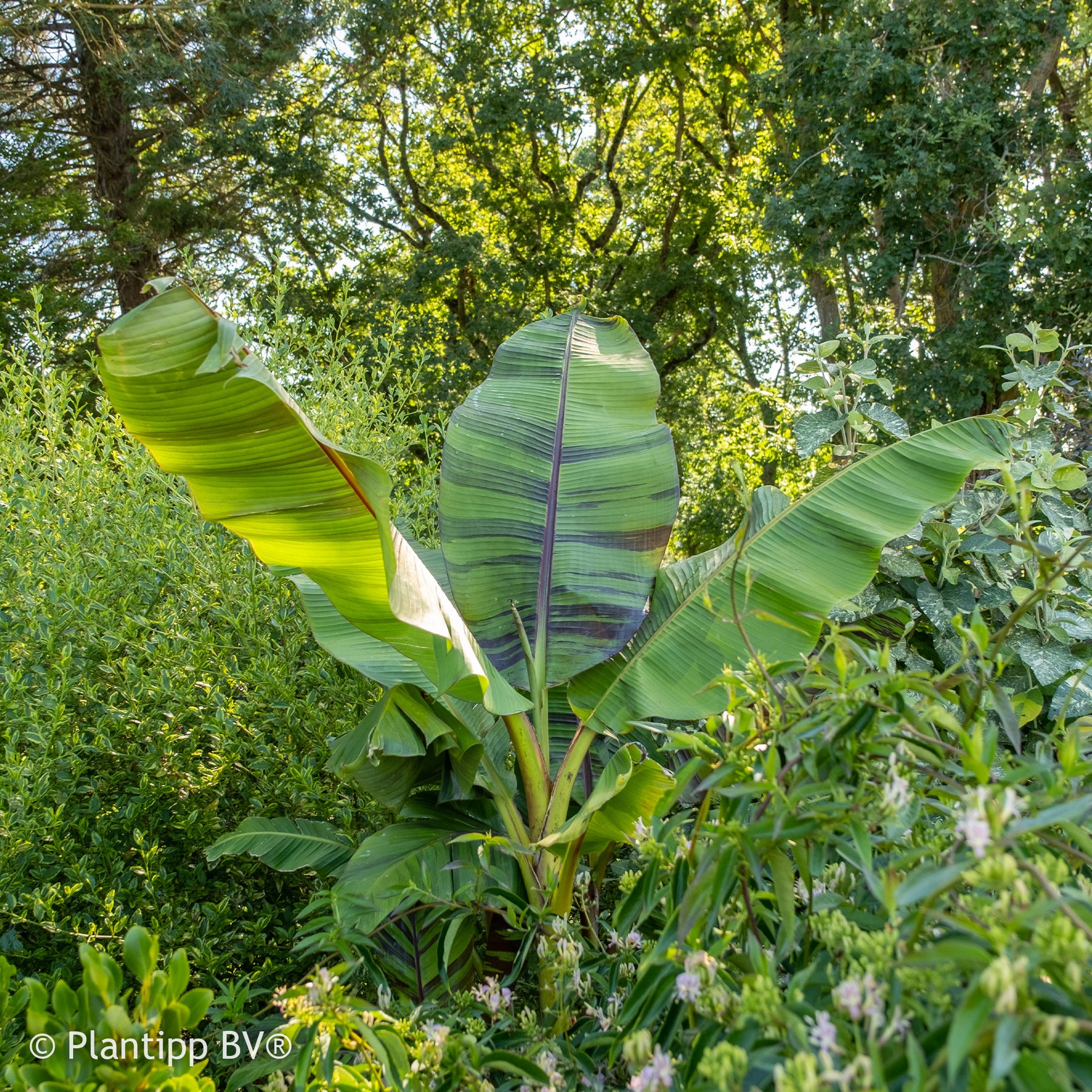 Bananier du japon Ever Red - Musa sikkimmensis Ever Red - Willemse