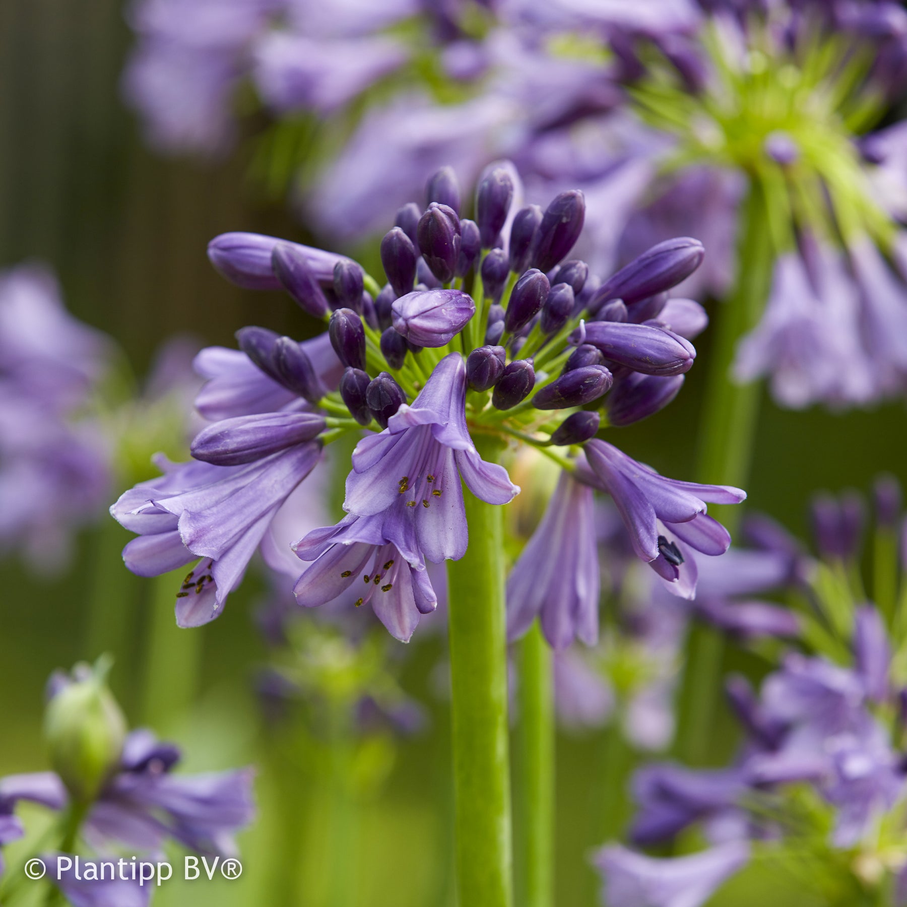 Agapanthe Star Poppin Purple ® - Willemse