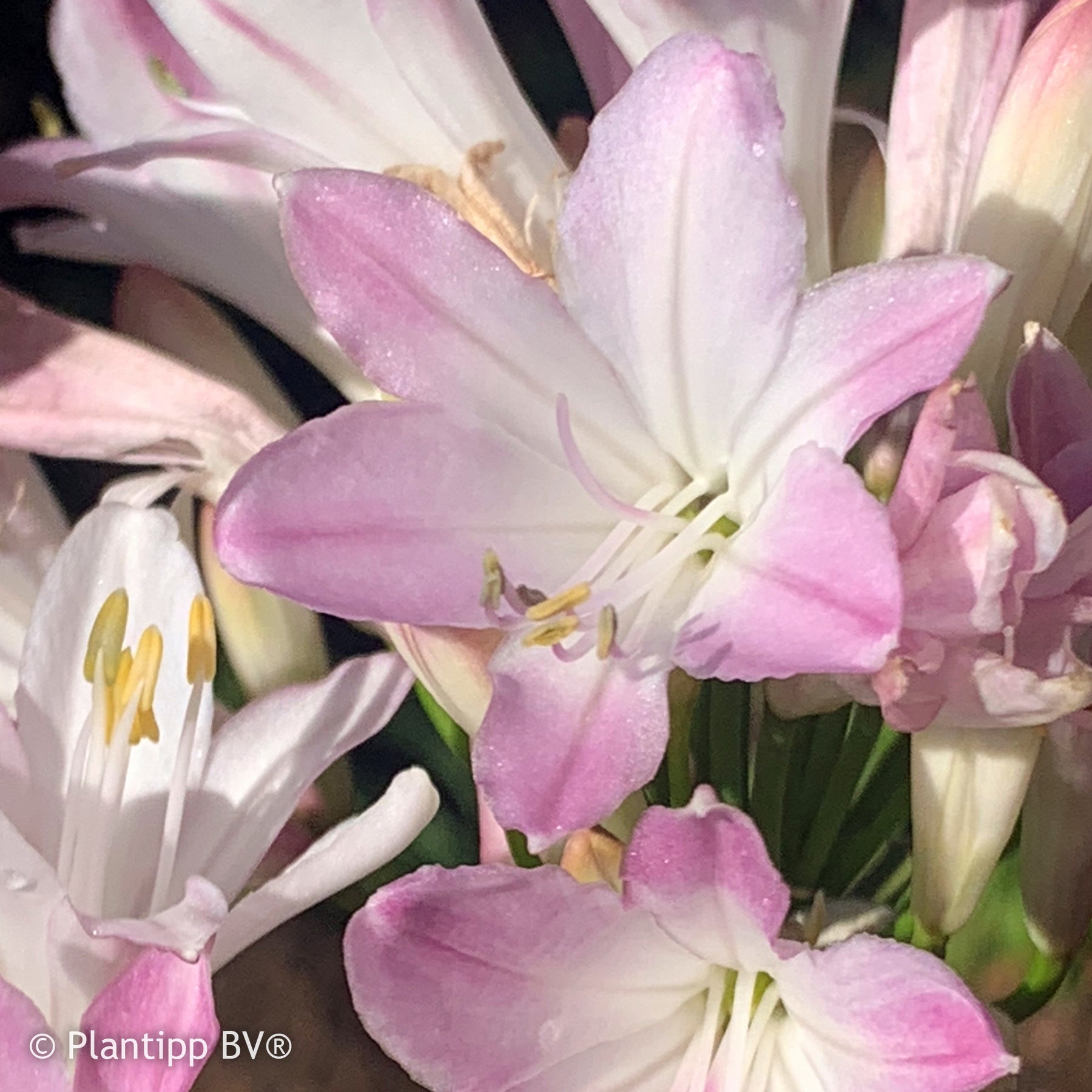Agapanthe Blush Pink - Agapanthus Blush Pink - Willemse
