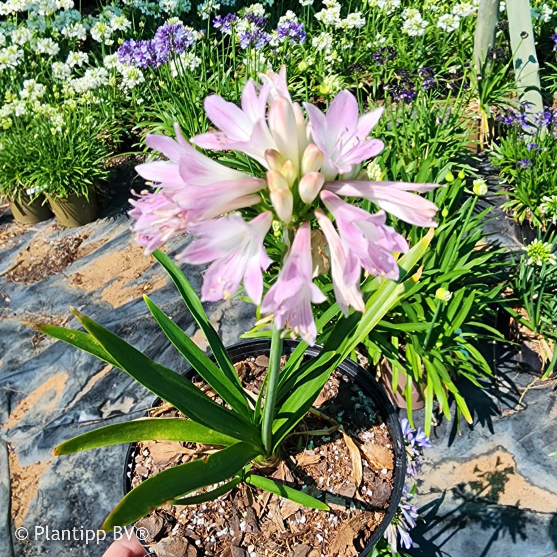 Agapanthus Blush Pink - Agapanthe Blush Pink - Agapanthes