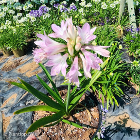 Agapanthus Blush Pink - Agapanthe Blush Pink - Agapanthes