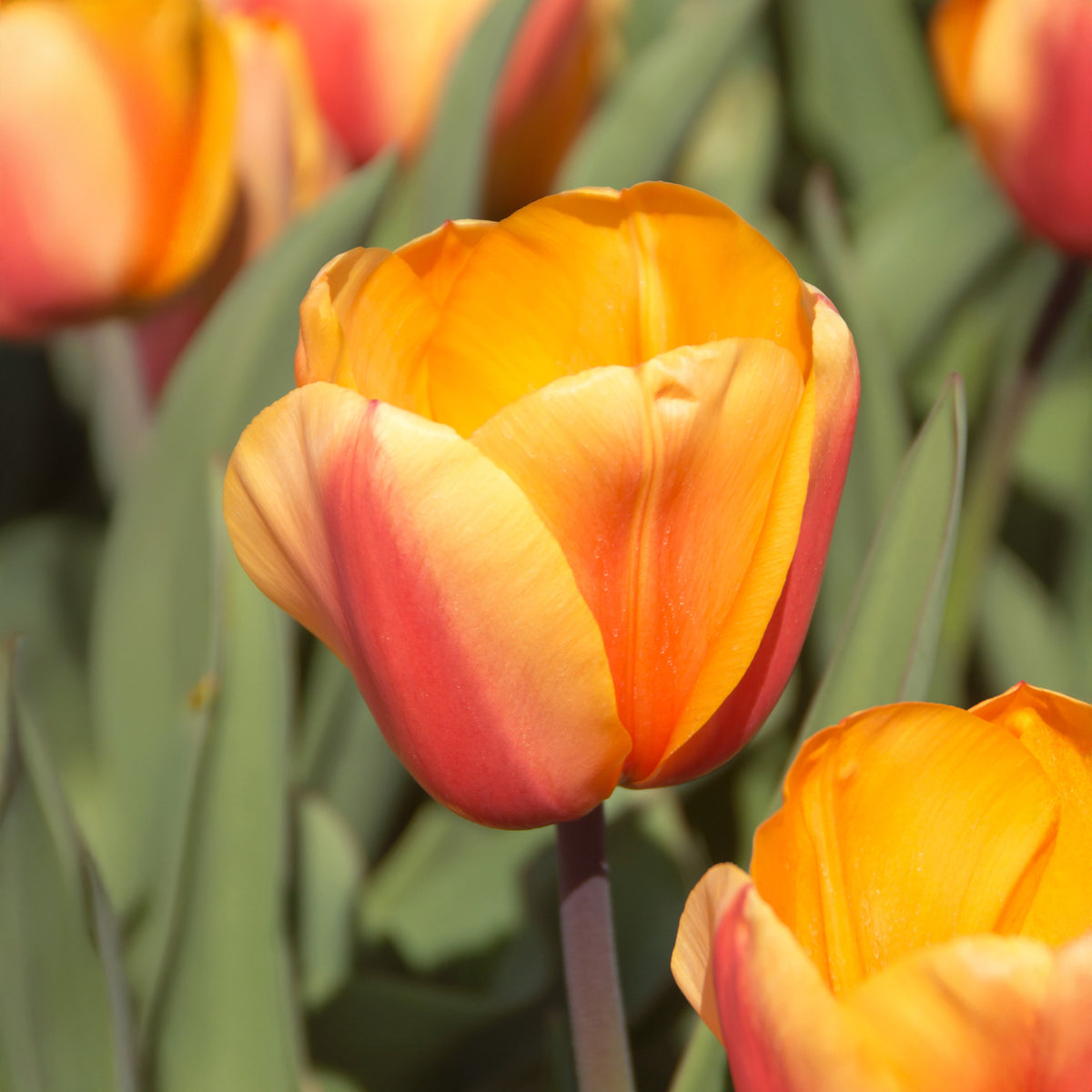 8 Tulipes Darwin Lalibela Salmon - Tulipa darwin hybrid Lalibela Salmon  - Willemse