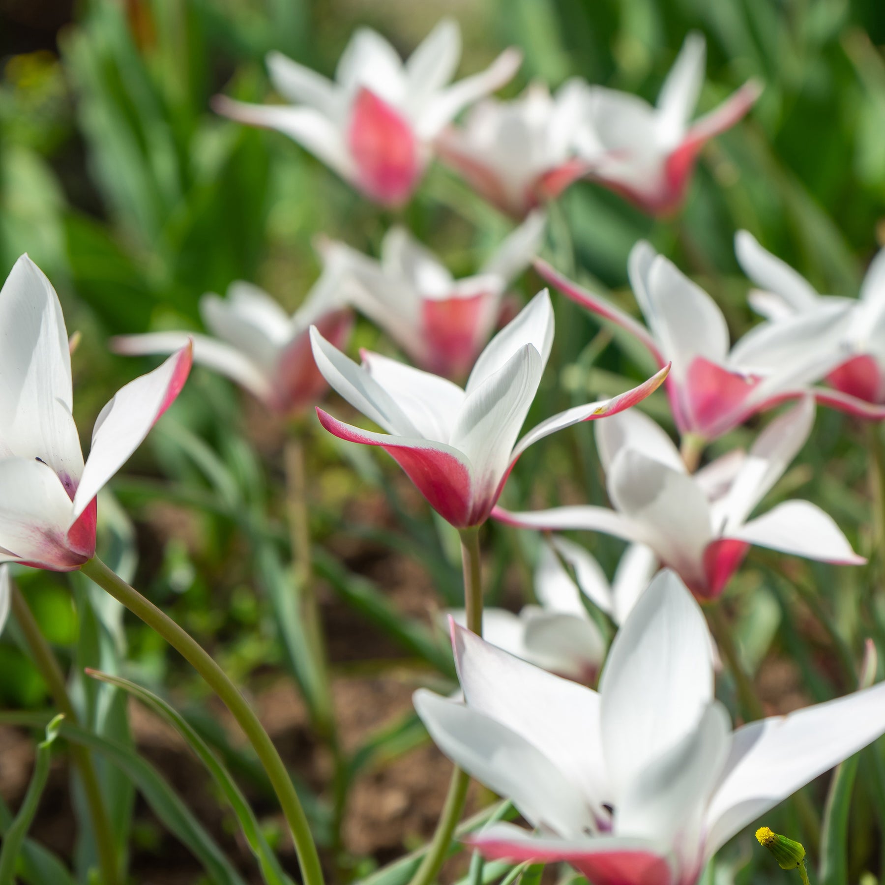 12 Tulipes Peppermint Stick - Tulipa peppermint stick - Willemse