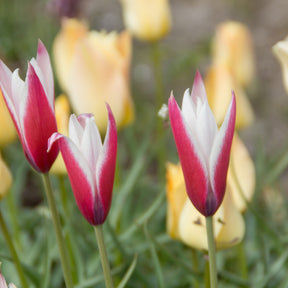 12 Tulipes Peppermint Stick - Willemse