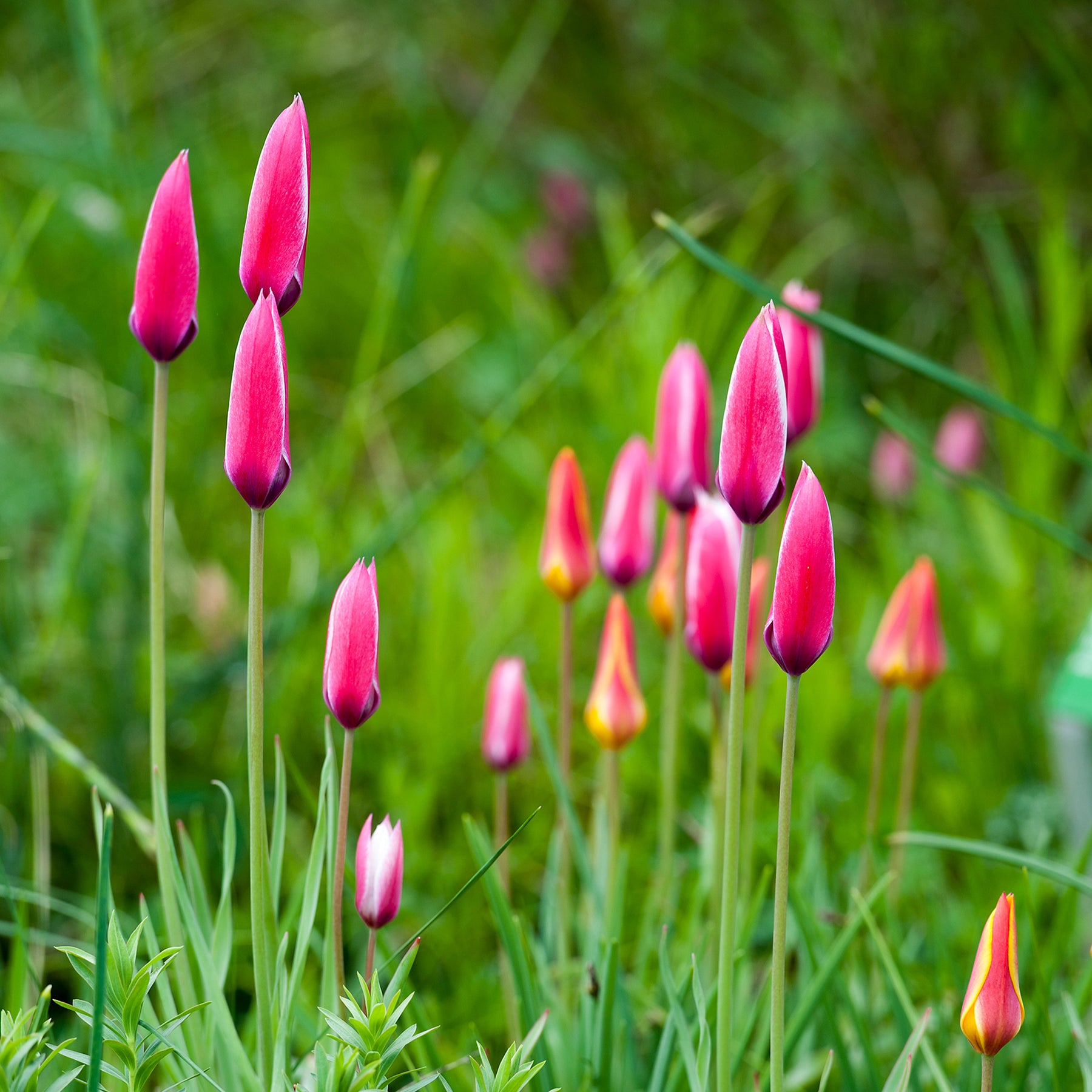 Tulipe - 12 Tulipes Peppermint Stick - Tulipa peppermint stick