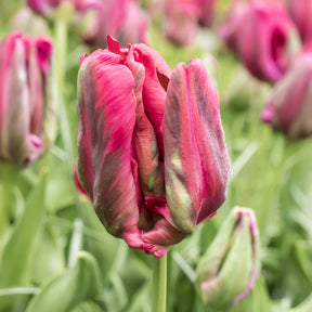 8 Tulipes perroquets Red Madona - Willemse